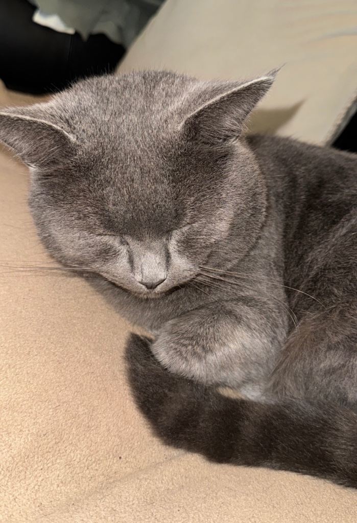 Beautiful cat looking for a new home 