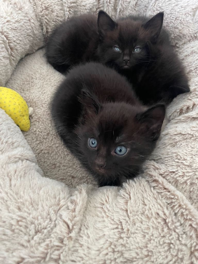 3 black kittens 
