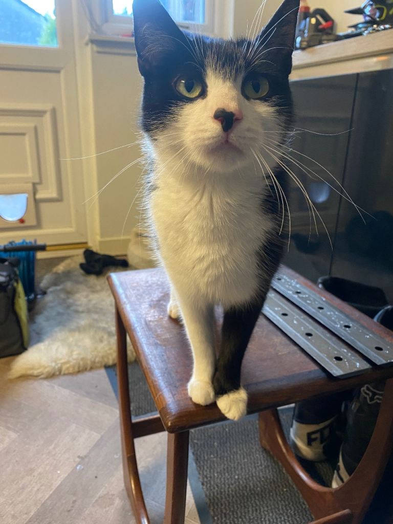 Female cat 2 years old