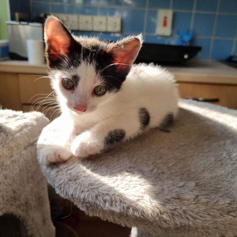 Cute Kittens