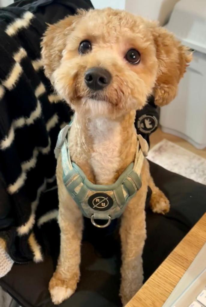 Poochon – Winston – Loving Family Dog