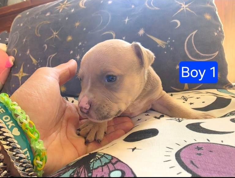 Staffordshire Bull Terrier Puppies - Female and Male