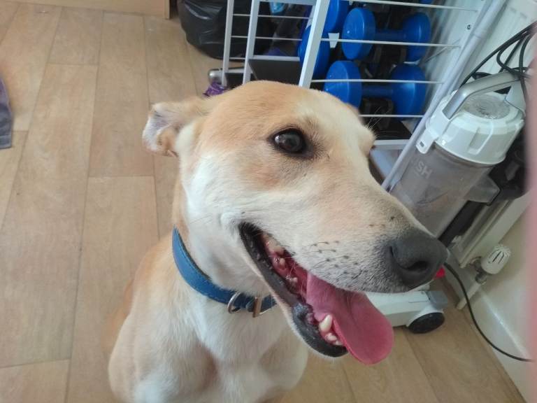 Dogs for Immediate Rehoming 