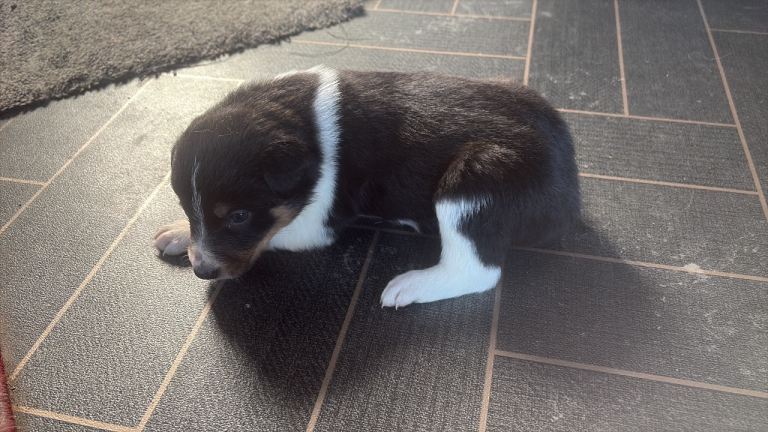 Border Collie puppies
