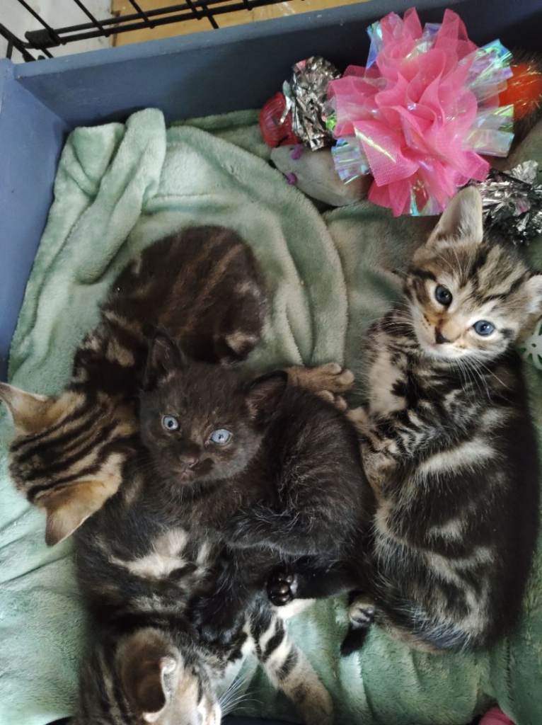 Kittens seeking exception homes