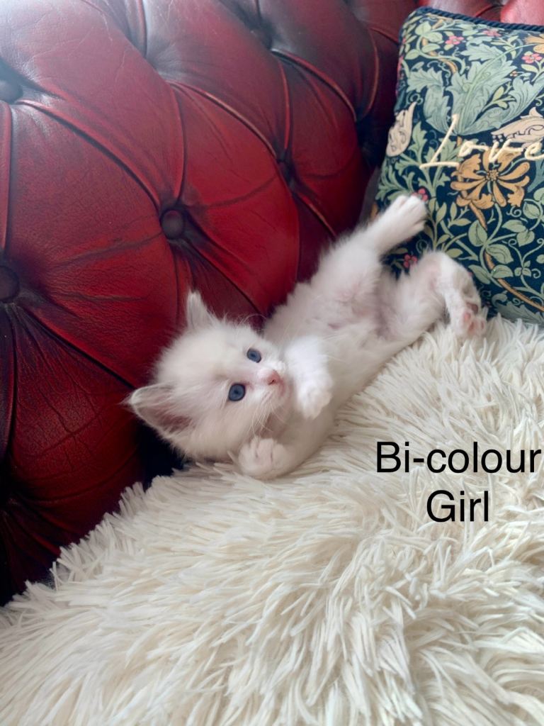 Beautiful bi-colour purebred Ragdoll kittens 