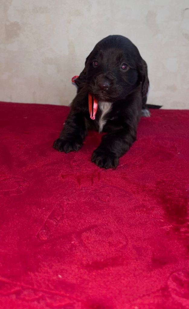 Cocker spaniel puppies