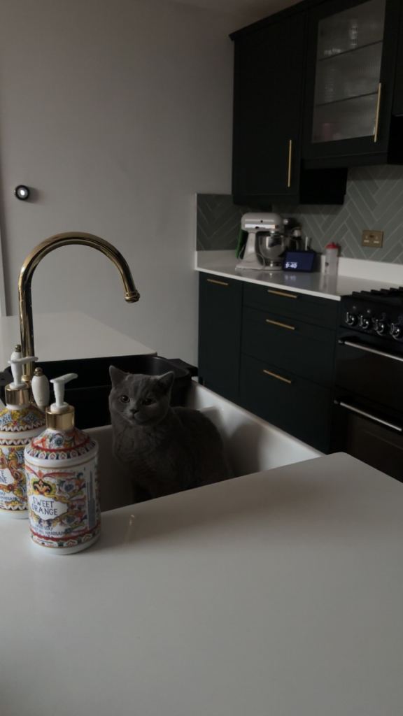 British shorthair 6 months old 