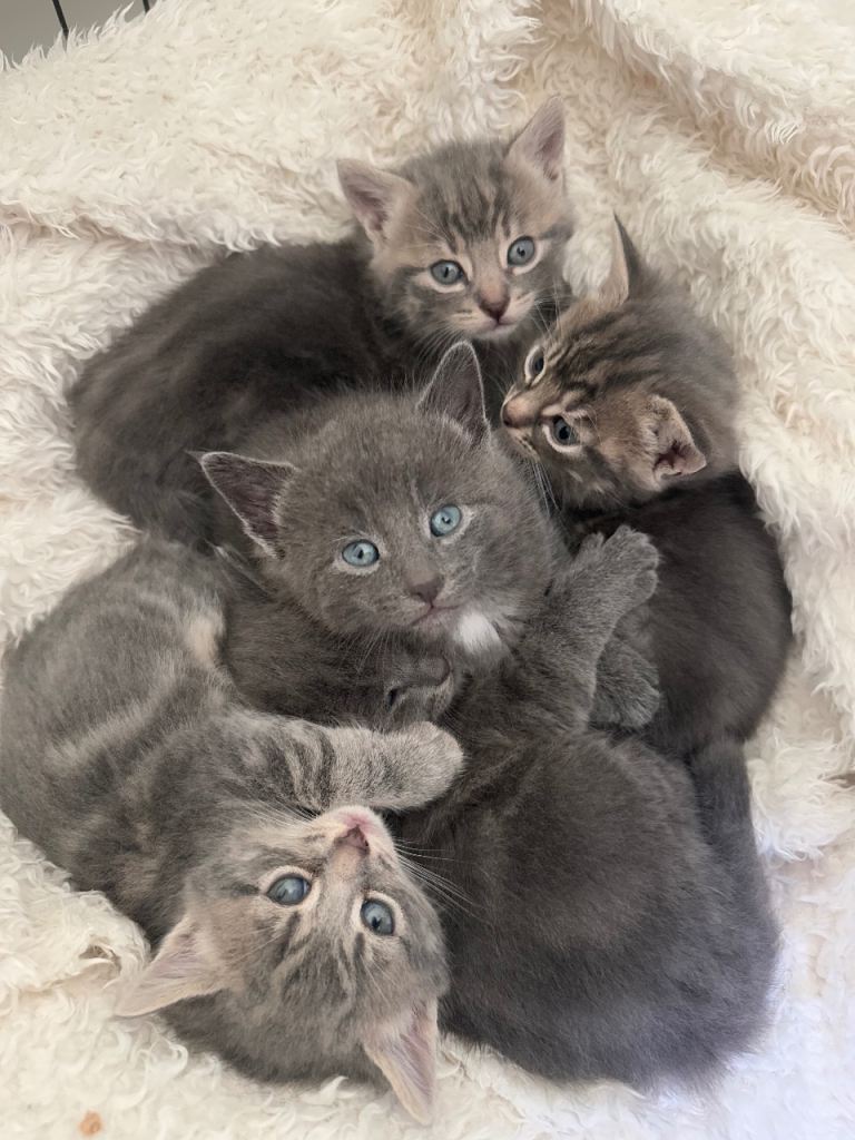 Beautiful Grey kittens for sale 2 girl's & 1 x boy left Grey Blue tabby 