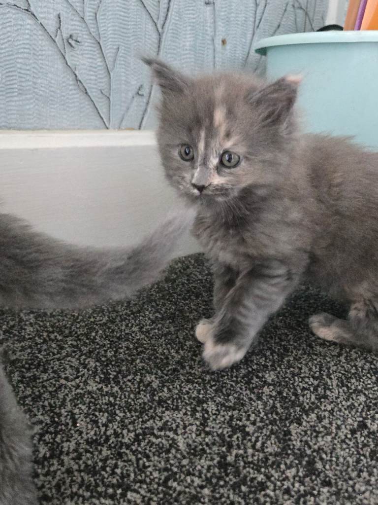 Stunning Maine Coone Kittens