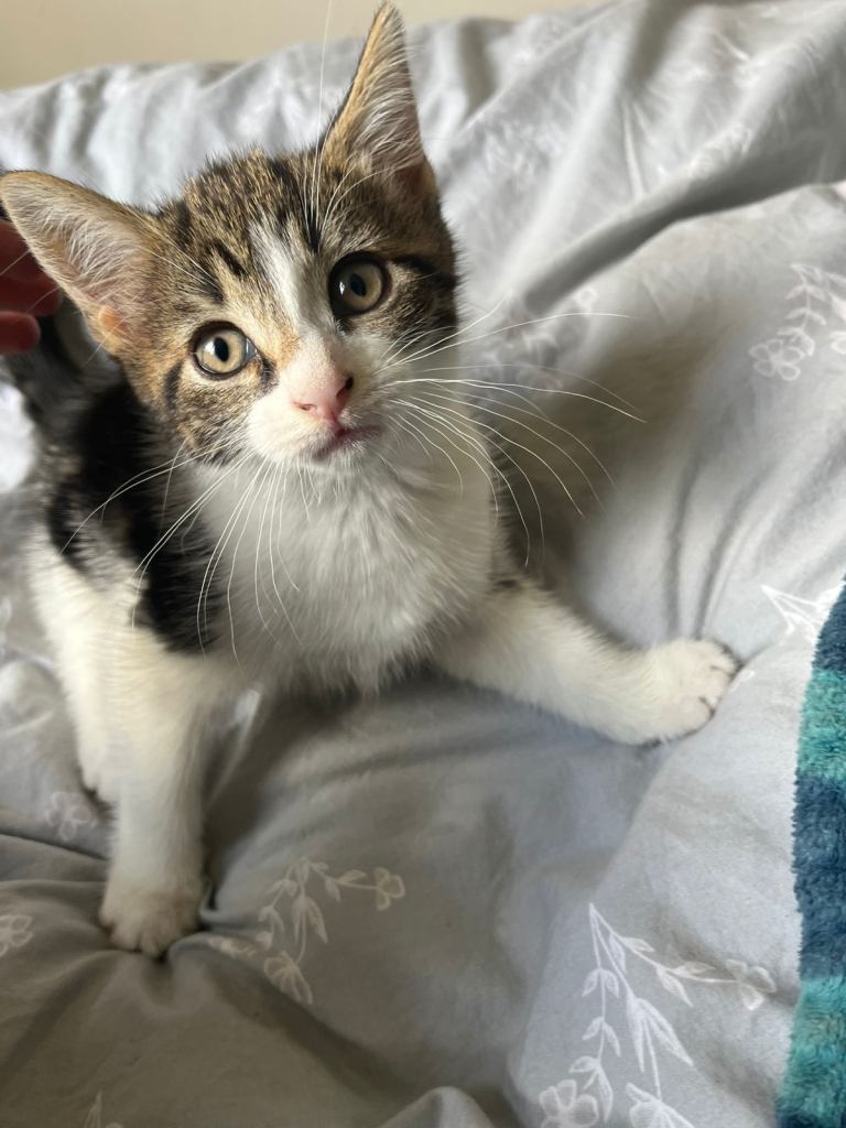 9 week old kitten 