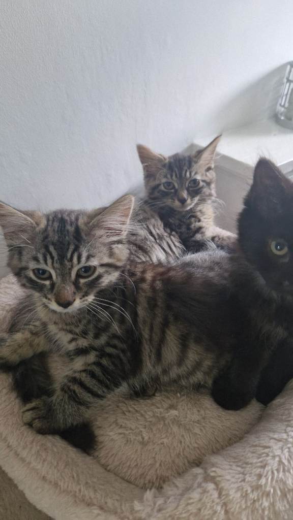 6 fur babies ready for forever homes