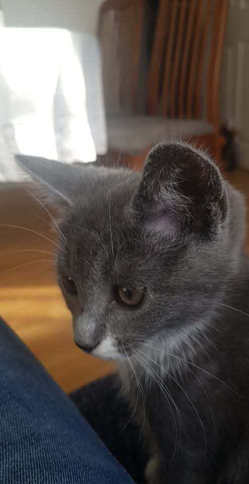 Famele cat