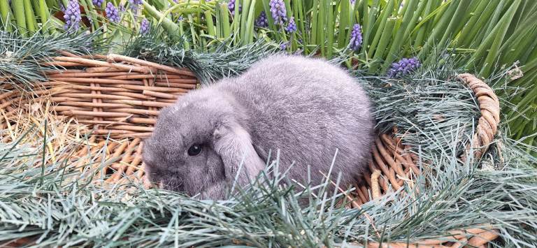 Dwarf Lop Pet Rabbits
