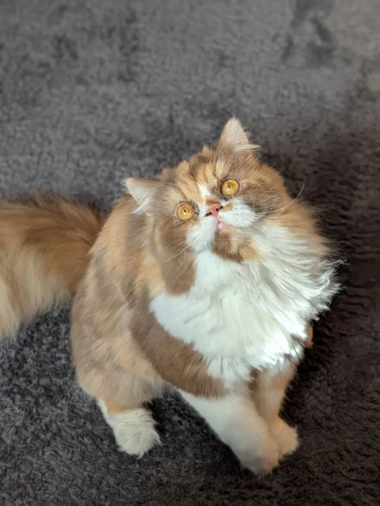 TICA ACTIVE Cinnamon BLH thoroughly health tested 