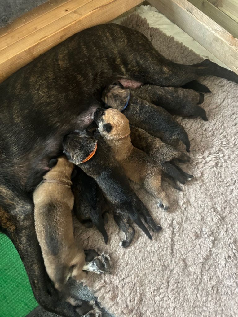 Belgian Malinois X puppies 