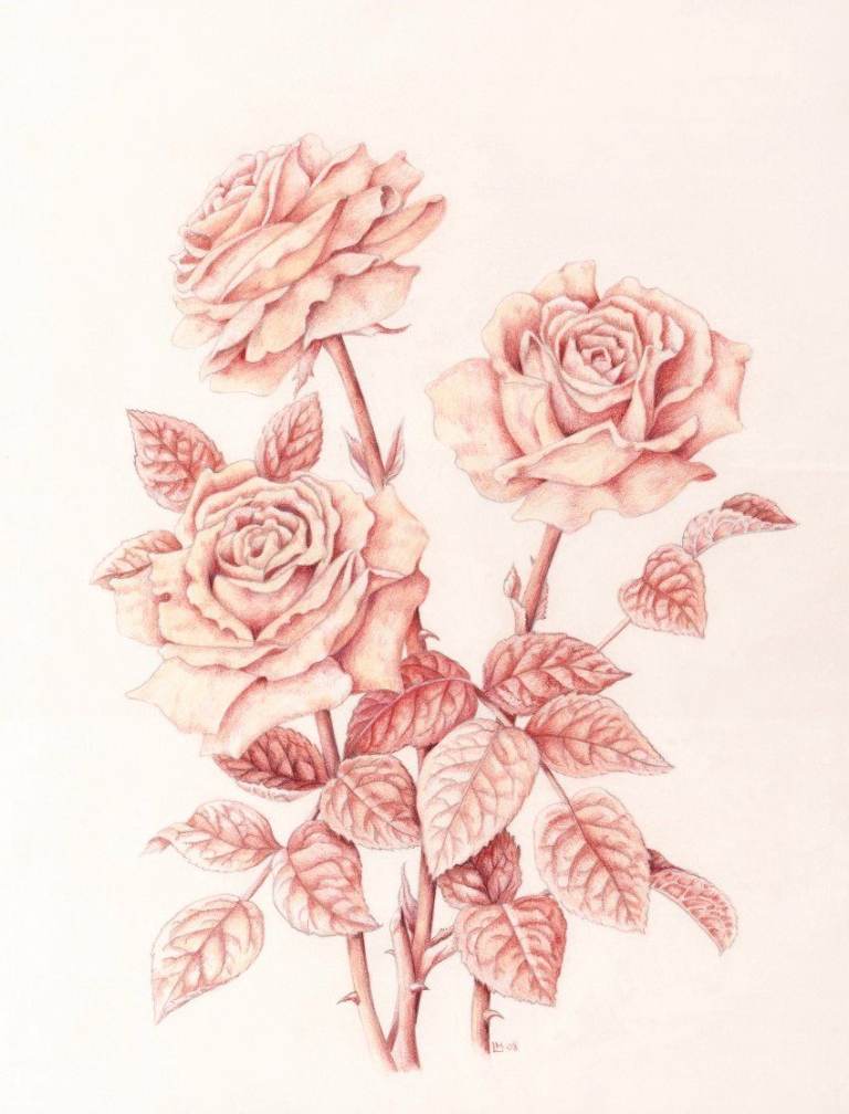 Sepia Roses, original coloured pencil painting. From the artist. Frame size 44 by 52cm