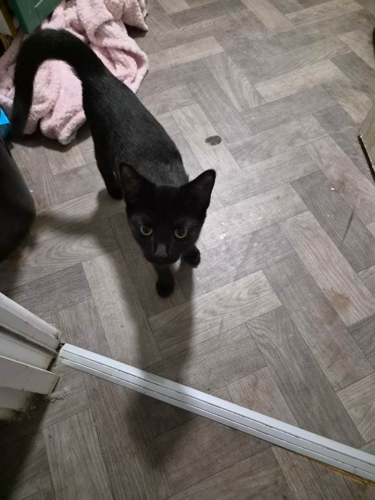 Female black kitten 