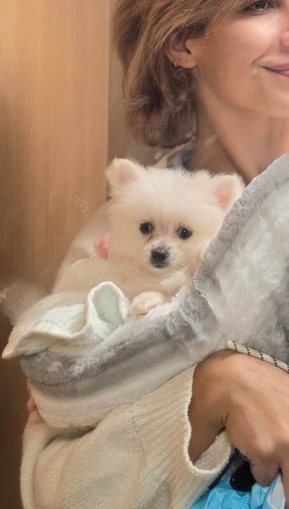 Pomeranian 