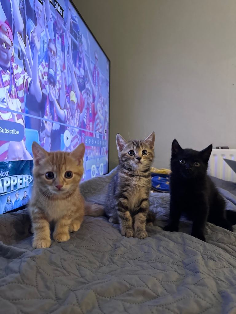 Kittens for sale 