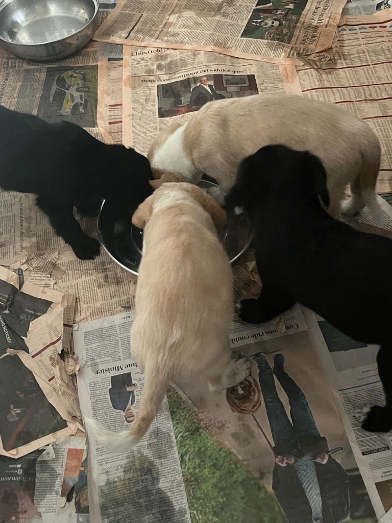 Exceptional litter of puppies 