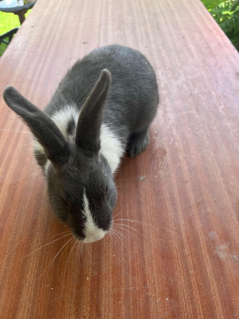 Bunnies