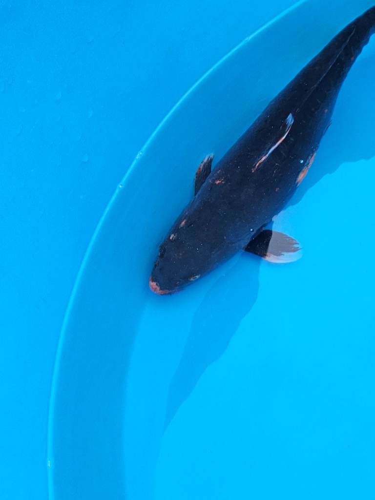 Big Koi carp fish for sale.for Garden ponds lakes,tanks