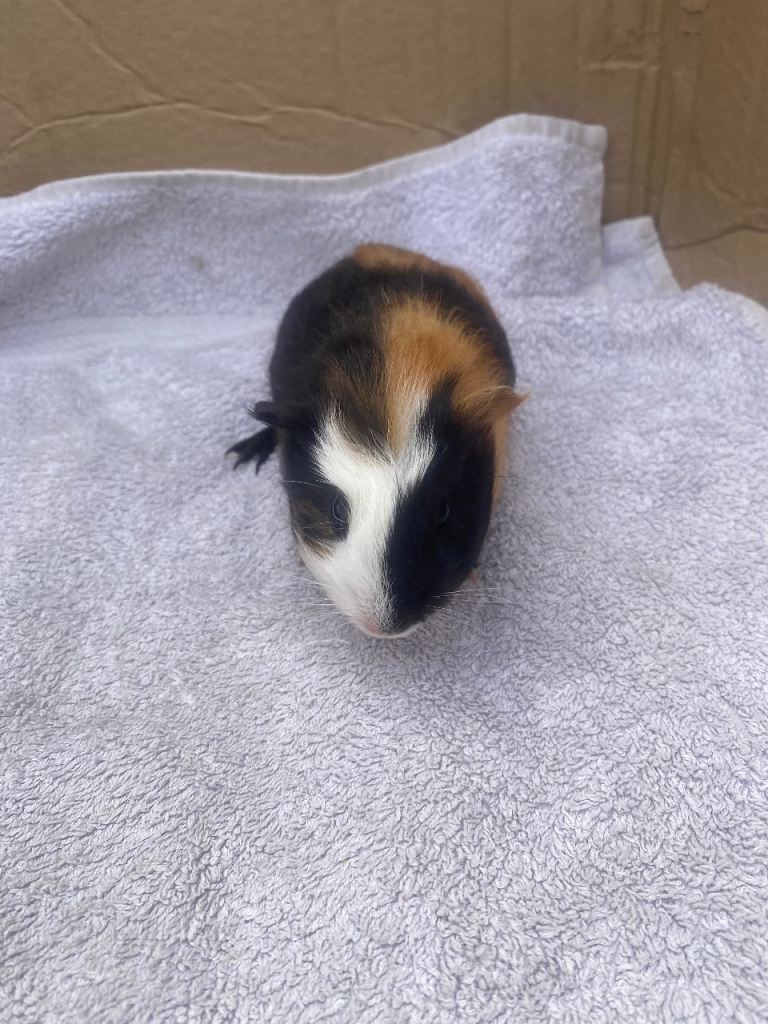 1x Baby girl Guinea pig