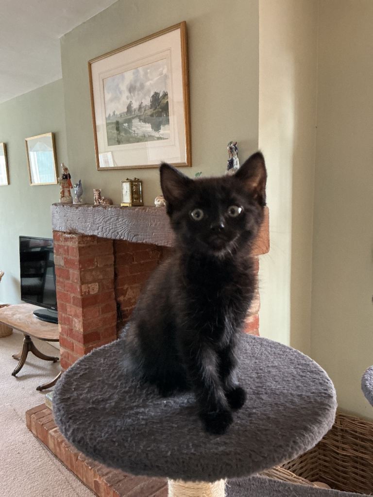Kittens