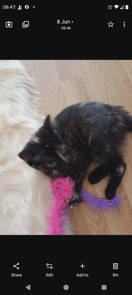 kitten ready for a new home