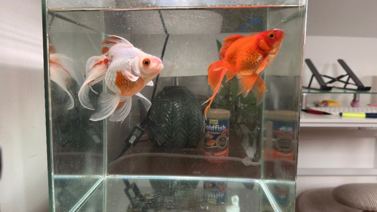 2 goldfishes with tank