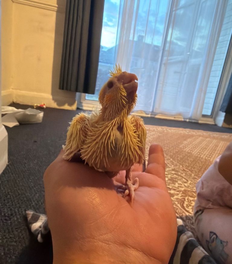 Baby’s Cockatiel’s 