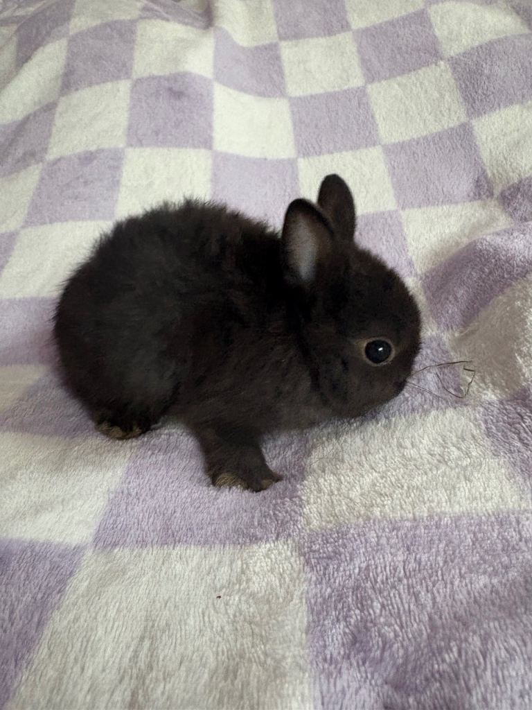 Baby netherland dwarf rabbits 