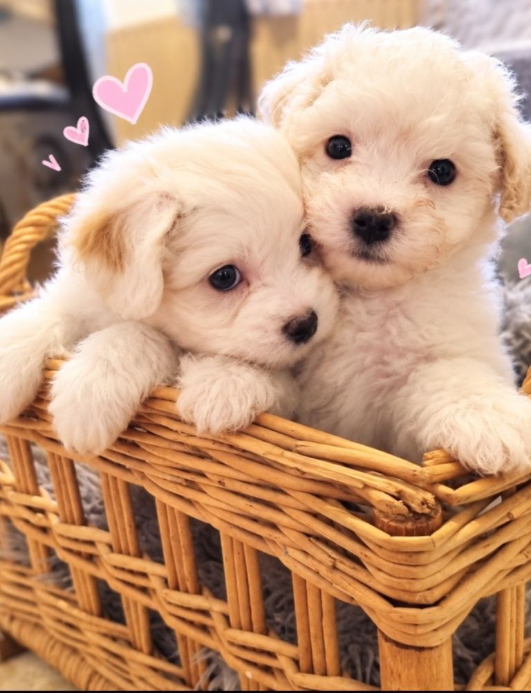 Maltipoo x2 1 boy 1 girl