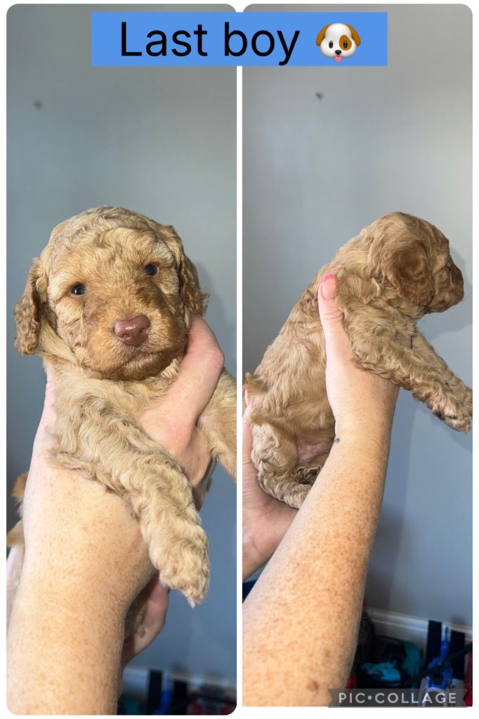1 boy cavapoo puppy left