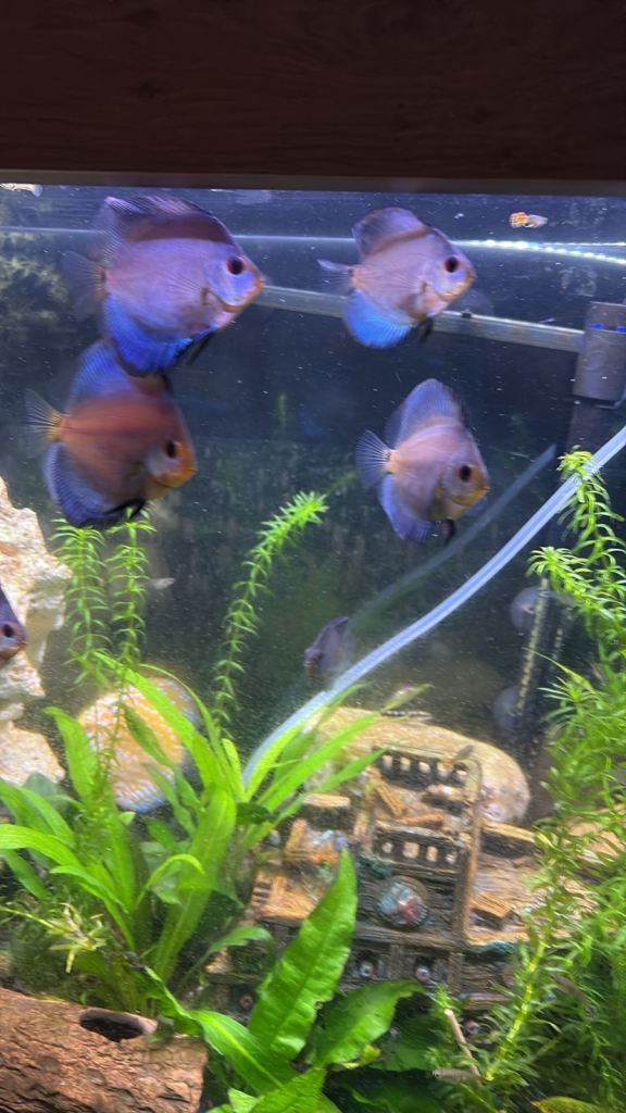 Discus (blue)juvenile 