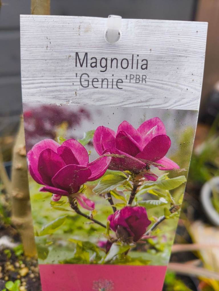 Magnolia
