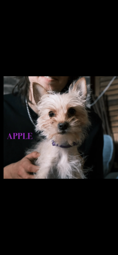 Beautiful Golden Yorkie Puppy Looking for Her Forever Home