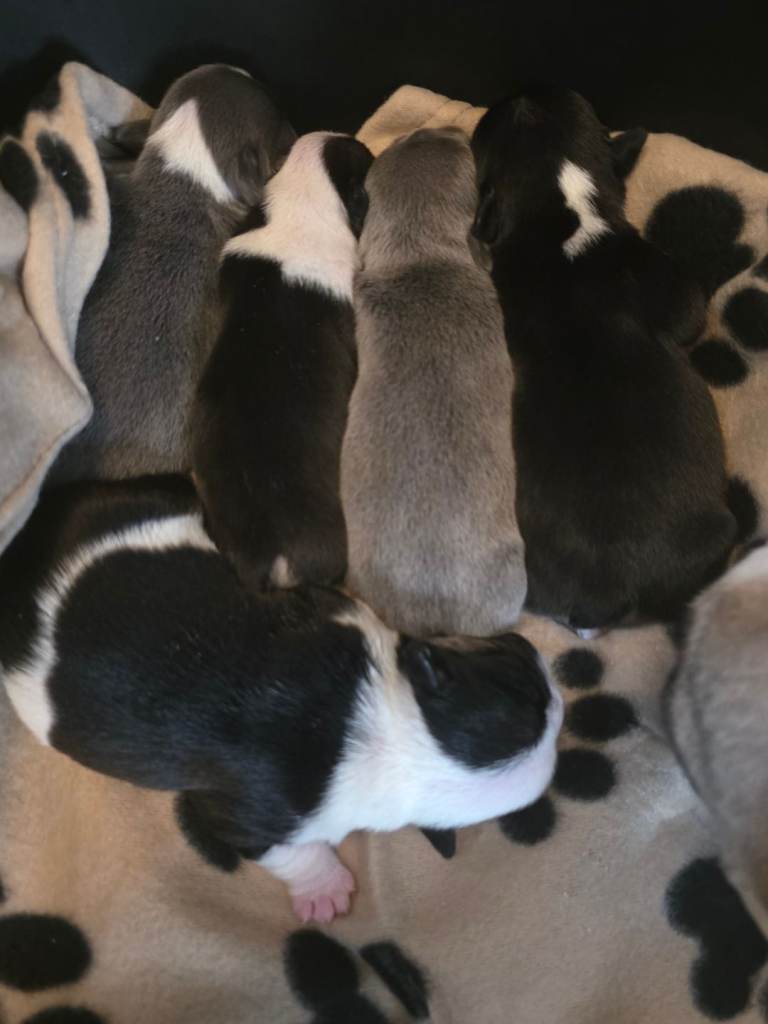 French bulldog puppies