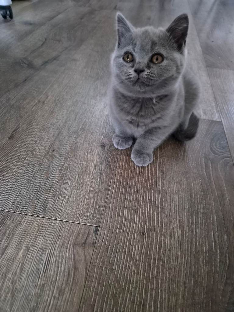 British short hair 