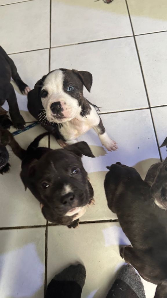 STAFFY X LURCHER PUPPIES