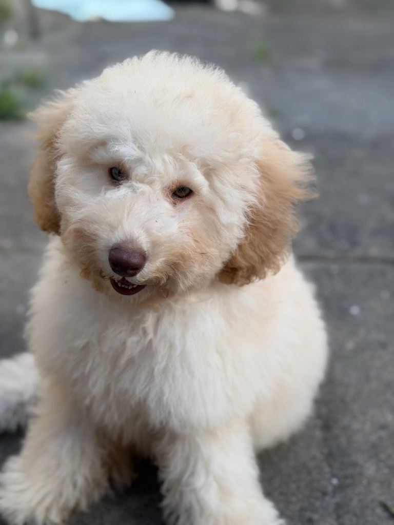 3 Months Old Cream Miniature poodle