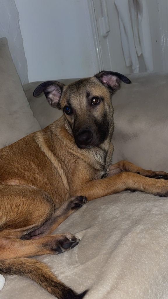 Belgian malinios 6 months 