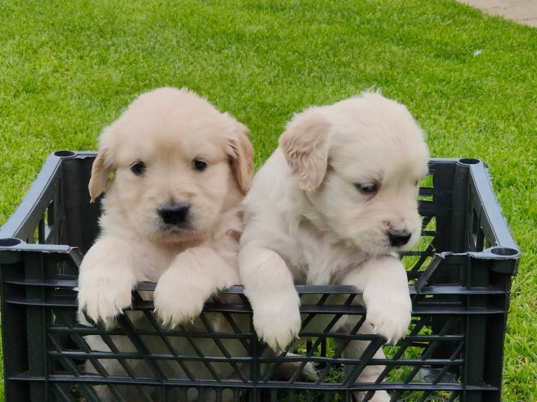 Golden Retriever Puppies 