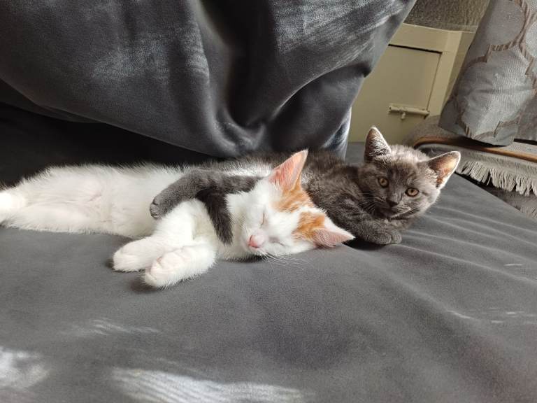 Male and female kittens