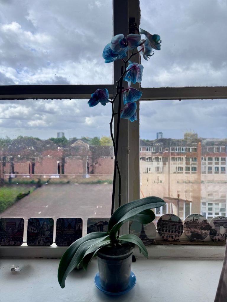 Stem Blue Dyed Moth Orchid in Plastic Grow pot plant flowers