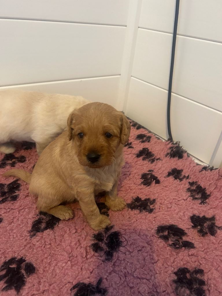 F1 labradoodle pups from health tested parents 