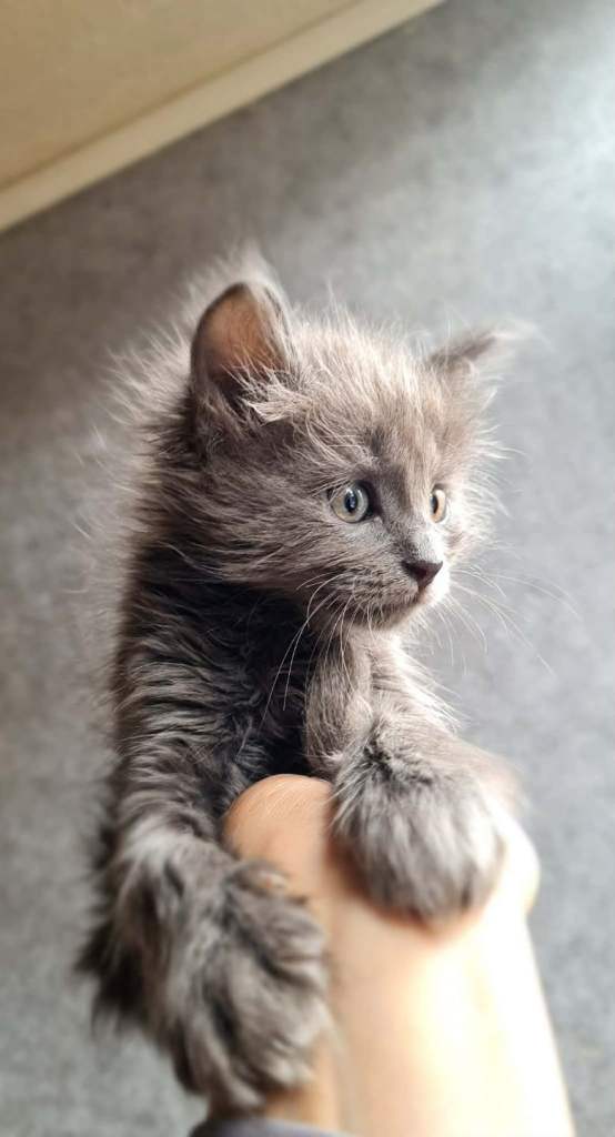 Beautiful kittens looking for new homes