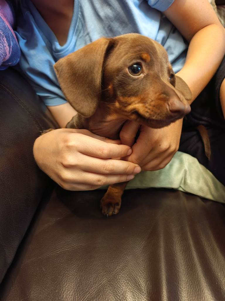Miniature Dachshund Puppy Girl