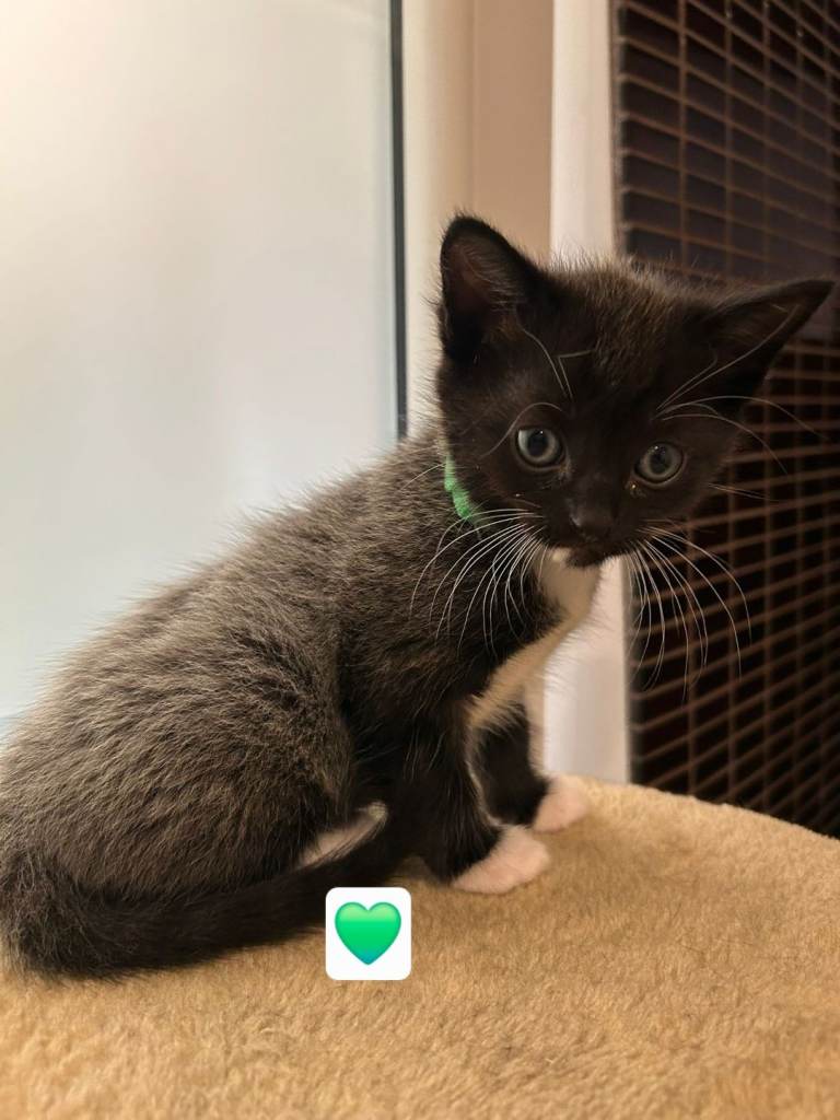 Kittens for sale 😸 💚❤️ available 